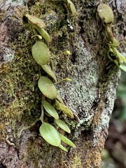 Bulbophyllum drymoglossum