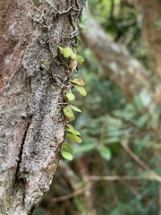 Bulbophyllum drymoglossum