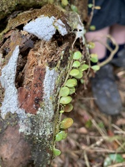 Bulbophyllum drymoglossum