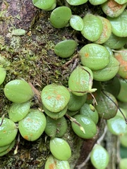 Bulbophyllum drymoglossum