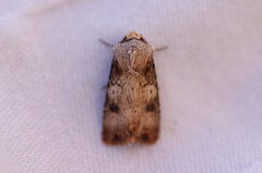 Agrotis puta