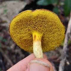 Xerocomus hypoxanthus