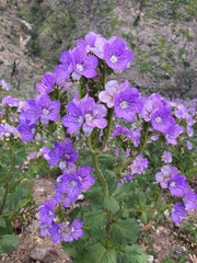 Phacelia grandiflora