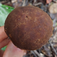 Xerocomus hypoxanthus