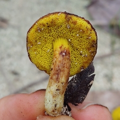 Xerocomus hypoxanthus