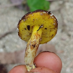 Xerocomus hypoxanthus