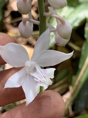 Calanthe aristulifera