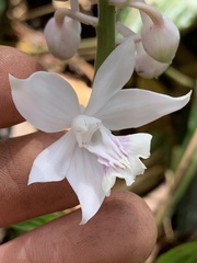 Calanthe aristulifera