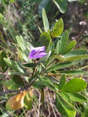 Periandra mediterranea