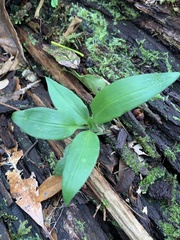 Goodyera robusta