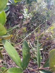 Periandra mediterranea