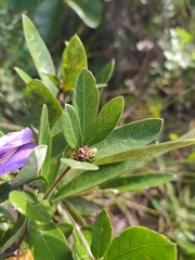 Periandra mediterranea