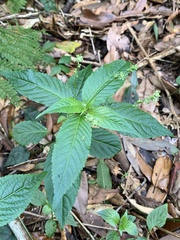 Mercurialis leiocarpa