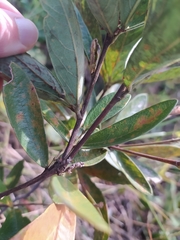 Periandra mediterranea