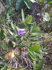 Periandra mediterranea