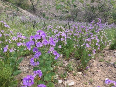Phacelia grandiflora