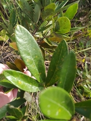 Periandra mediterranea