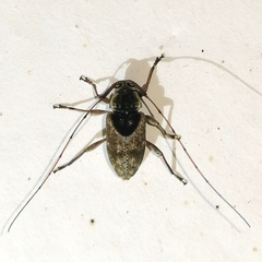 Atrypanius scutellatus