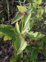 Ichthyothere latifolia