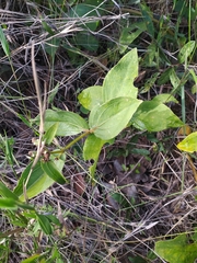 Ichthyothere latifolia