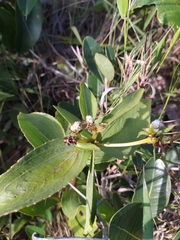 Ichthyothere latifolia