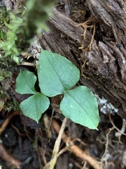 Neottia japonica