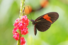 Heliconius melpomene melpomene