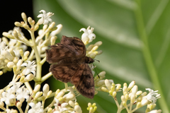 Nisoniades macarius