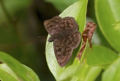 Nisoniades