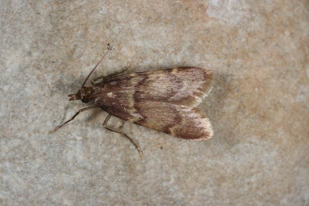 Acallis gripalis