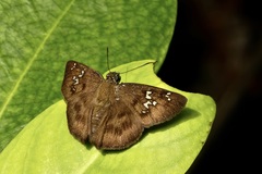 Quadrus cerialis