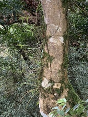 Dendrobium moniliforme