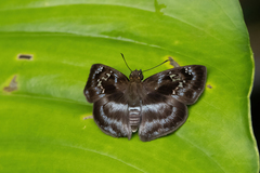 Quadrus contubernalis