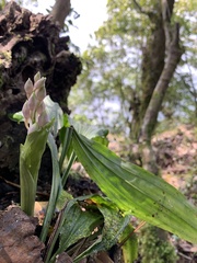 Calanthe aristulifera