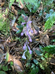 Calanthe aristulifera