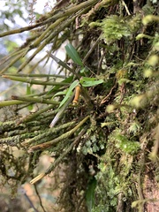 Dendrobium moniliforme