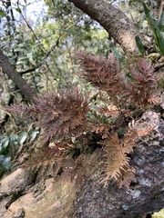 Selaginella involvens