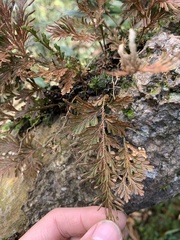 Selaginella involvens