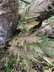 Selaginella involvens