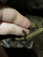 Gastrodia flexistyla