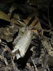 Gastrodia flexistyla