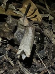 Gastrodia flexistyla