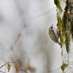 Certhia familiaris
