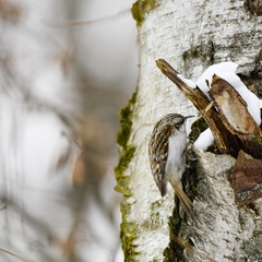 Certhia familiaris