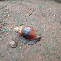 Lissachatina immaculata