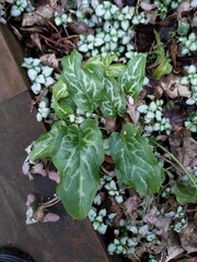 Arum italicum italicum