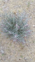Asclepias brachystephana