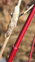 Neolasioptera cornicola