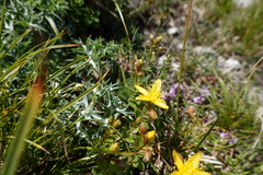 Hypericum nummularium