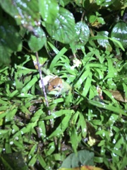 Pristimantis zeuctotylus